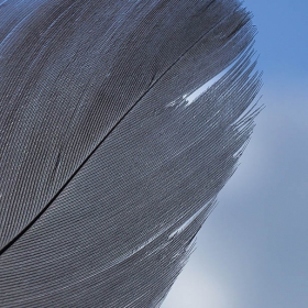 feather