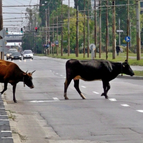 Пак из София