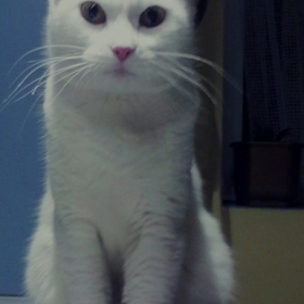 my lovely cat  ♥