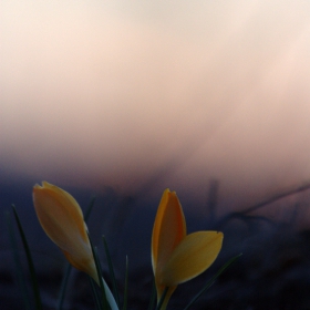 Жълти минзухари (Crocus flavus)