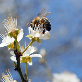 bzz