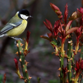 Голям синигер/Parus major