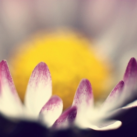 Маргаритка (Leucanthemum maximum)