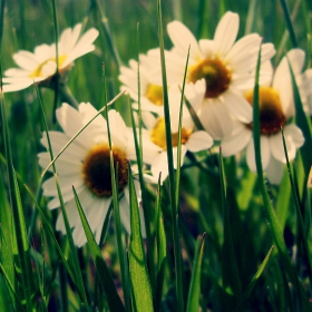 Daisy