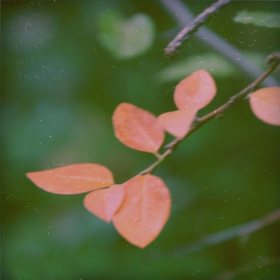 Leaves