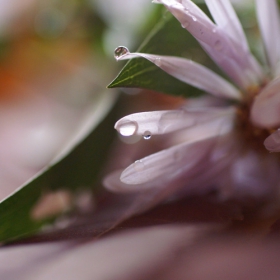 Flower with drops