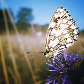 Butterfly on a flower