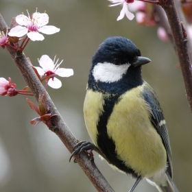 Parus major