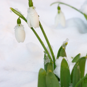 Кокичета (Galanthus nivalis)