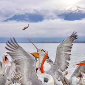 Къдроглави пеликани/Pelecanus crispus