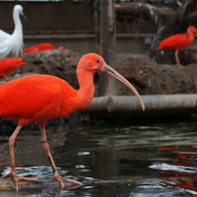 Scarlet Ibis