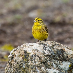 жълта овесарка (Emberiza citrinella)