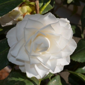  Camellia