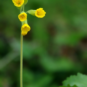 Горска иглика (Primula officinalis)