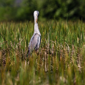 Grey Egret