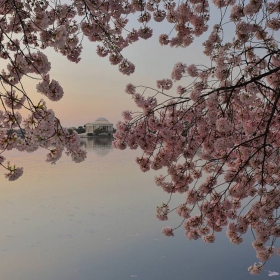 Cherry Blossom и Мемориалът на Джеферсън - пролетно-цветен вариант