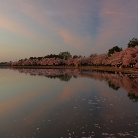 Cherry Blossom и Мемориалът на Джеферсън - първите слънчеви лъчи