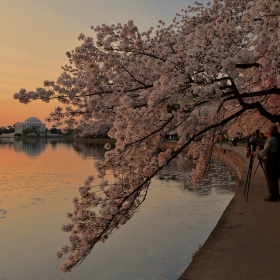 Cherry Blossom и Мемориалът на Джеферсън - първите ентусиасти