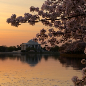 Cherry Blossom и Мемориалът на Джеферсън - утринно-портретно