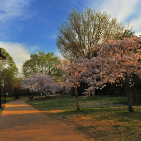 Cherry Blossom - денят започва, пролетно-цветен...