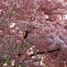 Cherry Blossom - Цветна експлозия!