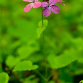 Вечерница (Hesperis matronalis)