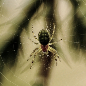 spider