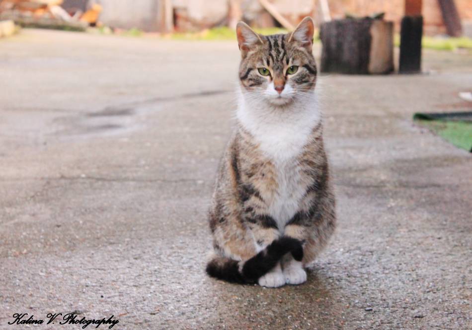 Котарак