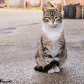 Котарак