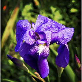 Iris Germanica (или някъде вече е пролет)