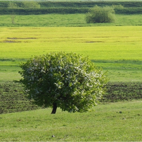 Круша в полето