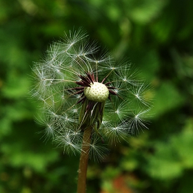 dandelion