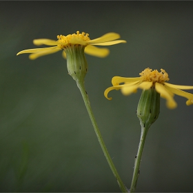 small yellow