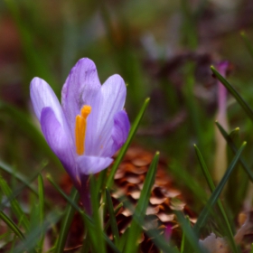 Син минзухар / Crocus vernus