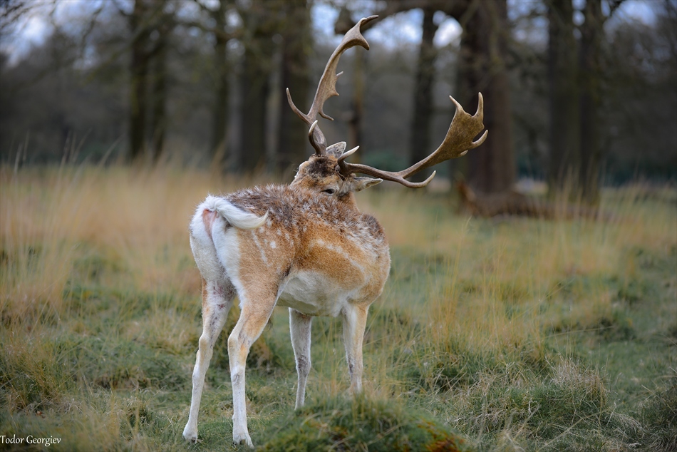 Deer