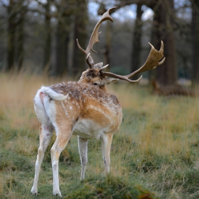 Deer