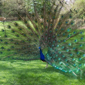 Peacock