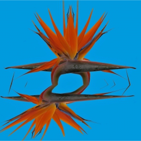 Везни