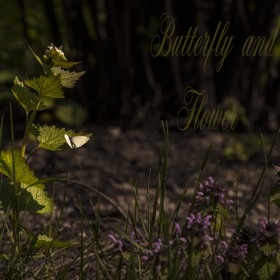 Butterfly and flower