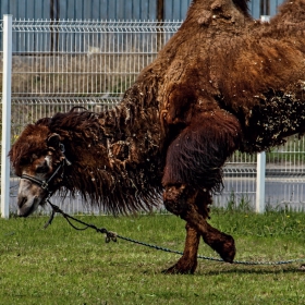 Близки срещи с друг вид...