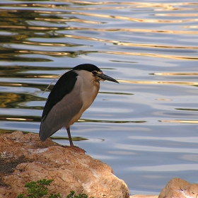 Чапла (Black-Crowned Night Heron)