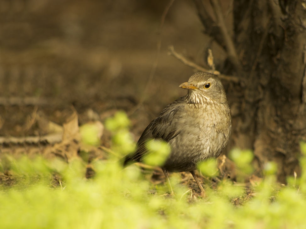 Косът (Turdus merula), наричан още черен дрозд