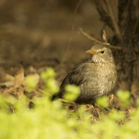 Косът (Turdus merula), наричан още черен дрозд