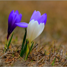  Два сини минзухара (Crocus vernus subsp. vernus)... и братчето им албинос..