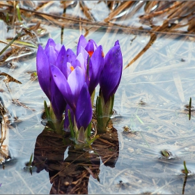 Син минзухар (Crocus vernus subsp. vernus)