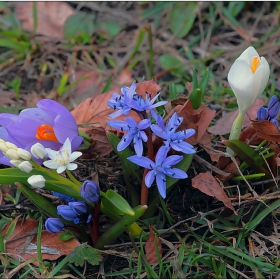 Синчец (Scilla bifolia L) ,  Син минзухар (Crocus vernus subsp. vernus)... и техни  братчета албиносчета...