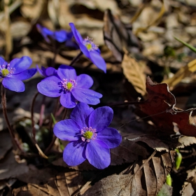 Гълъбово око /hepatica nobil/