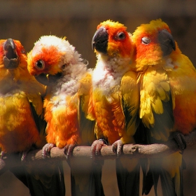 Singers Quartet