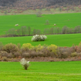 Зелени поля