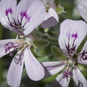 the flowers